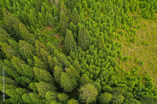 Bird eye perspective drone photograph with a pine forest in summer season. © roibu