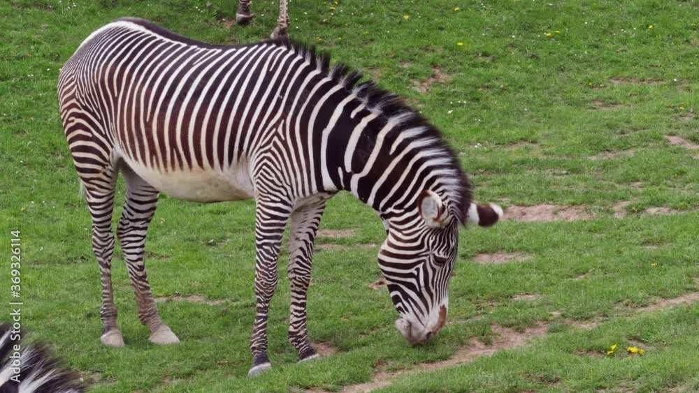 Herd of The Grevy's zebra (Equus grevyi) grazing on green grass. Herd of The Grevy's zebra (Equus grevyi) grazing on green grass.