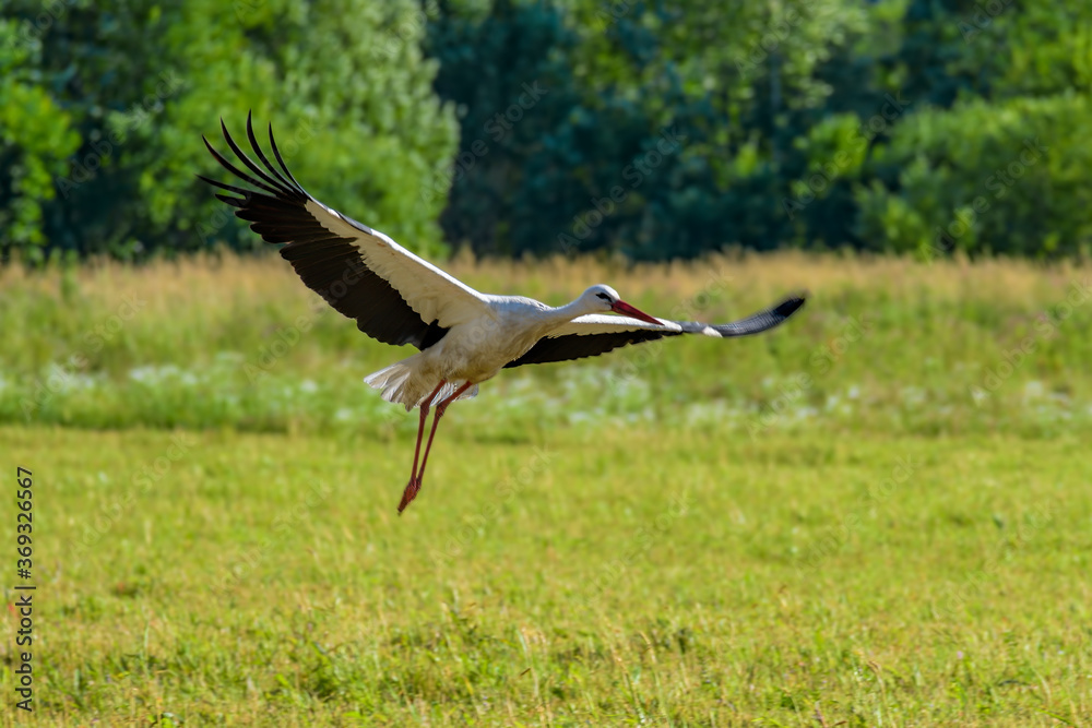 Fototapeta premium White Stork (Ciconia Ciconia) takes off from field at sunny summer day.
