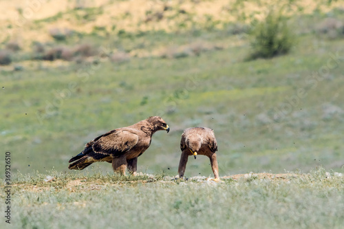 Steppe Eagles (Aquila nipalensis) feed on carrion in Caucasus, Republic of Dagestan, Russia