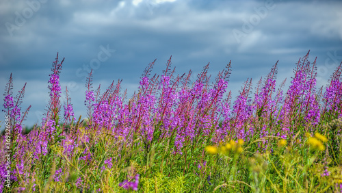 Picturesque summer meadow covered with bright pink flower of blossoming pink fireweed - Chamaenerion angustifolium or Epilobium angustifolium herb. photo