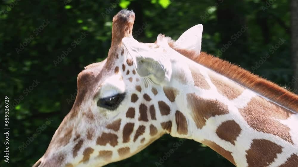 Giraffe head with neck on green background. Giraffa camelopardalis reticulata. Giraffe head with neck on green background. Giraffa camelopardalis reticulata.