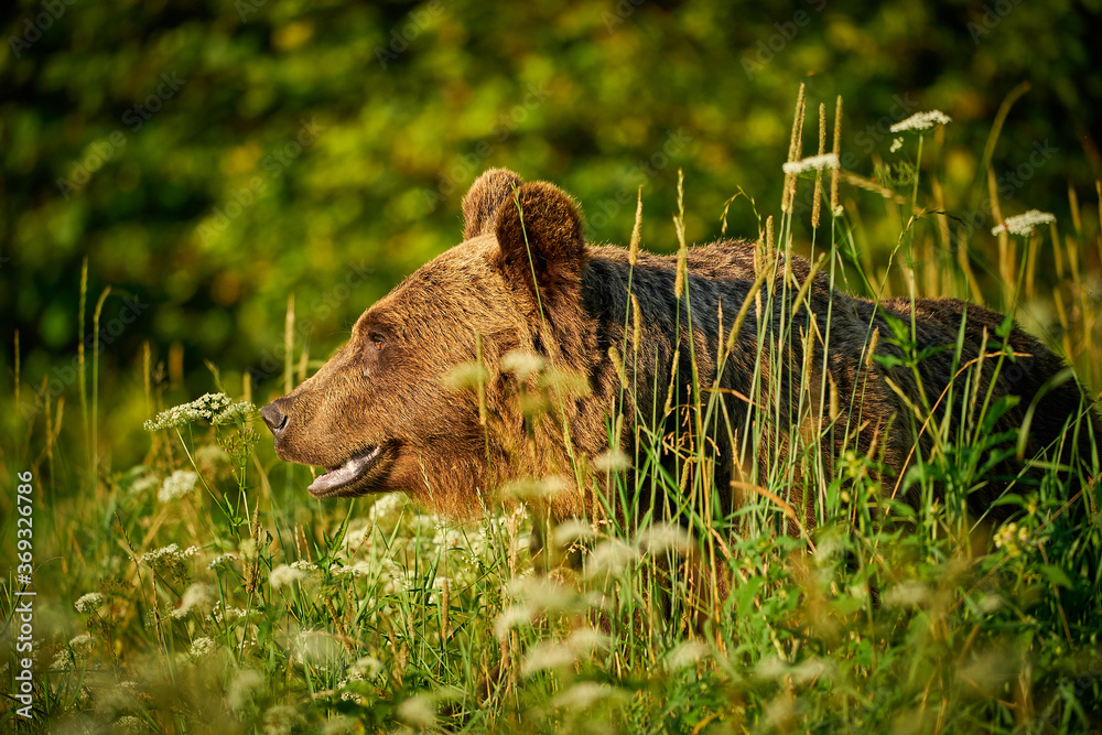 Obraz premium Brown Bear - Ursus arctos in the grass