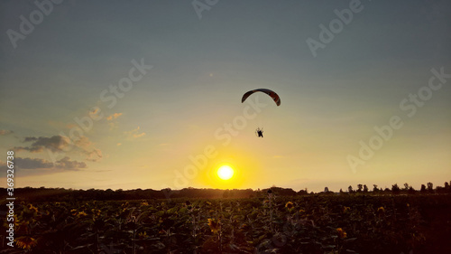 sunflower field and paraglider at sunset