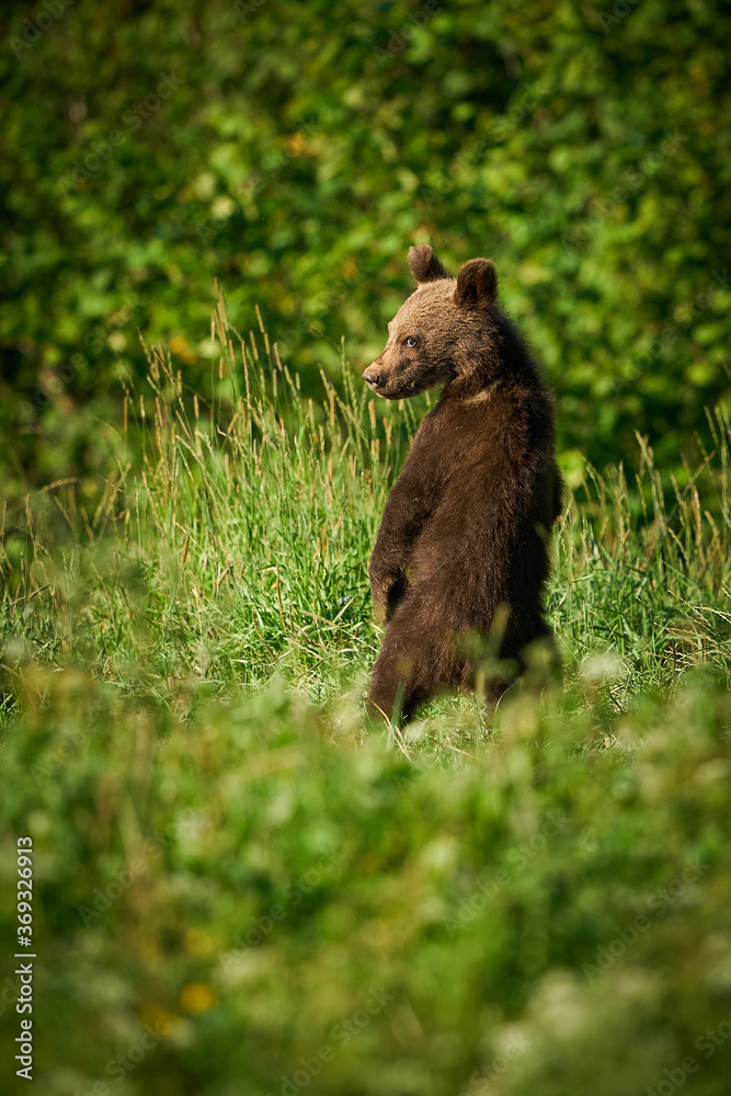 Brown Bear - Ursus arctos - in the grass Brown Bear - Ursus arctos - in the grass