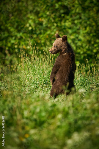 Brown Bear - Ursus arctos - in the grass