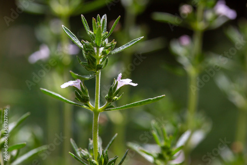 Macro view of tiny white and lavender color flowers blooming on a summer savory  satureja hortencia  herb plant in a sunny garden