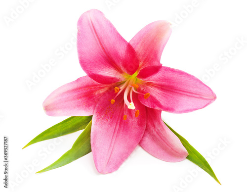 Beautiful pink lily. © ANASTASIIA