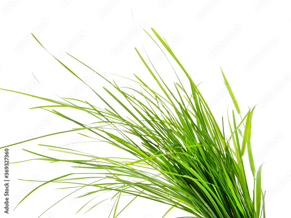 Bunch of green grass. Bunch of green grass.