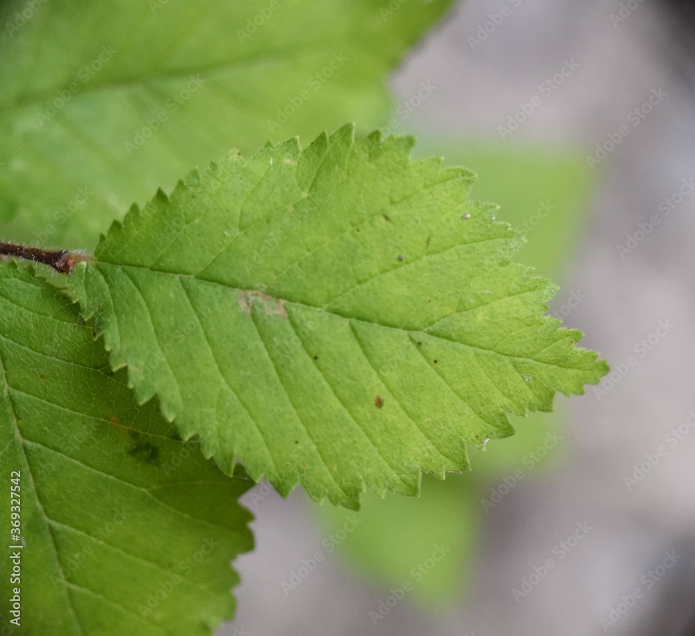 Fototapeta premium New leaves of Ulmus next to forest path.