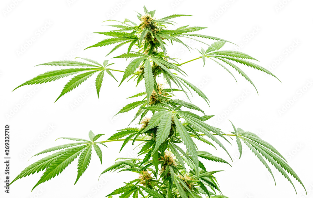 Marihuana pflanze, oberer Teil der Pflanze im Wachstum, isoliert. Marihuana pflanze, oberer Teil der Pflanze im Wachstum, isoliert.