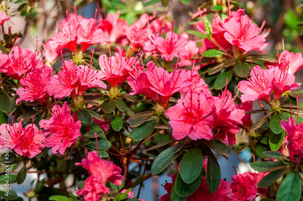 Indian Azalea (Rhododendron simsii) in greenhouse Indian Azalea (Rhododendron simsii) in greenhouse