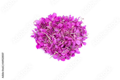 Fireweed flowers isolated on white background. Pile of pink fireweed flower petals handpicked for drying.