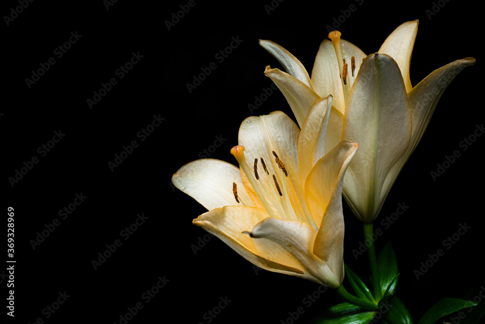 Obraz premium flowers at night are illuminated by a mysterious light moonlight
