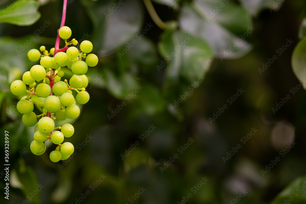 Green grapes on the bush