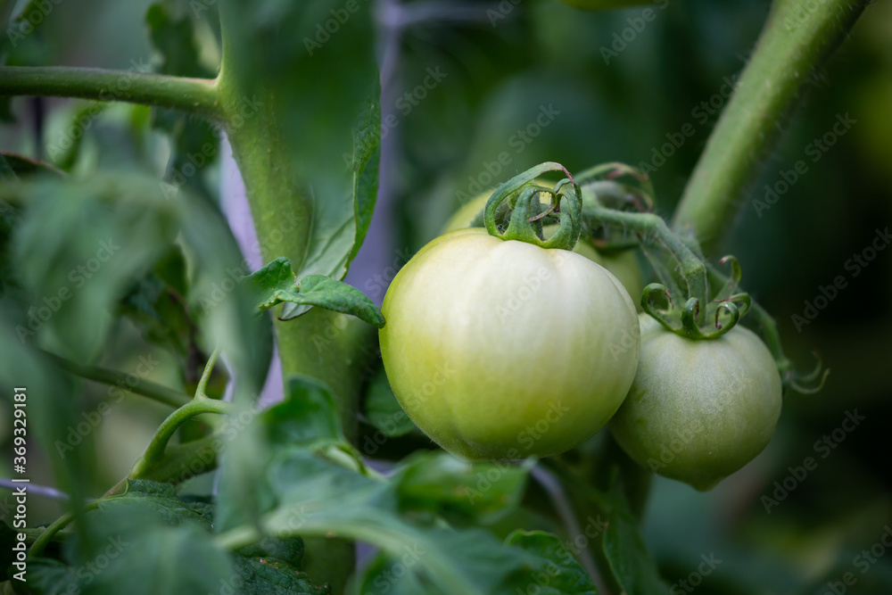Green, organic tomatoes on tomatoe bushes in the garden Green, organic tomatoes on tomatoe bushes in the garden