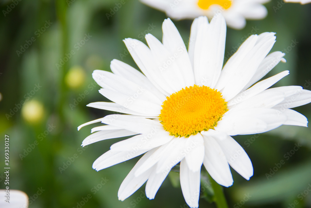 Daisy close-up on a green background. Chamomile flowers on a beautiful summer day. Daisy close-up on a green background. Chamomile flowers on a beautiful summer day.