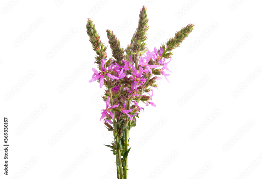 Obraz premium Lilac meadow flowers isolated