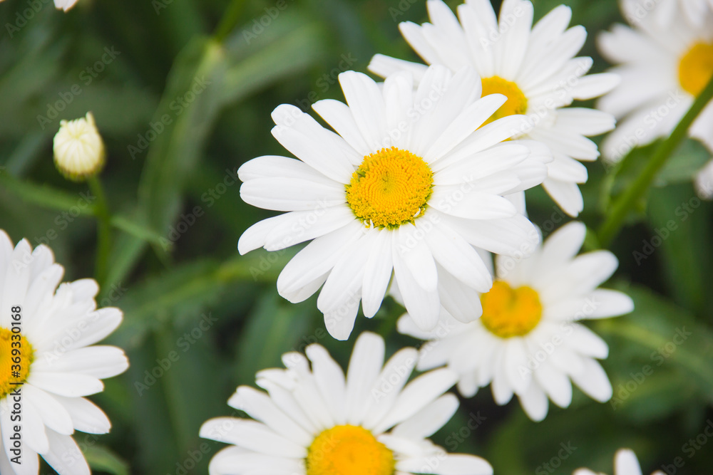 Daisy close-up on a green background. Chamomile flowers on a beautiful summer day.