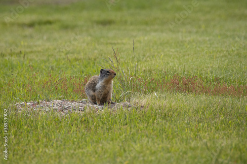 Ground squirrel sitting in grassland