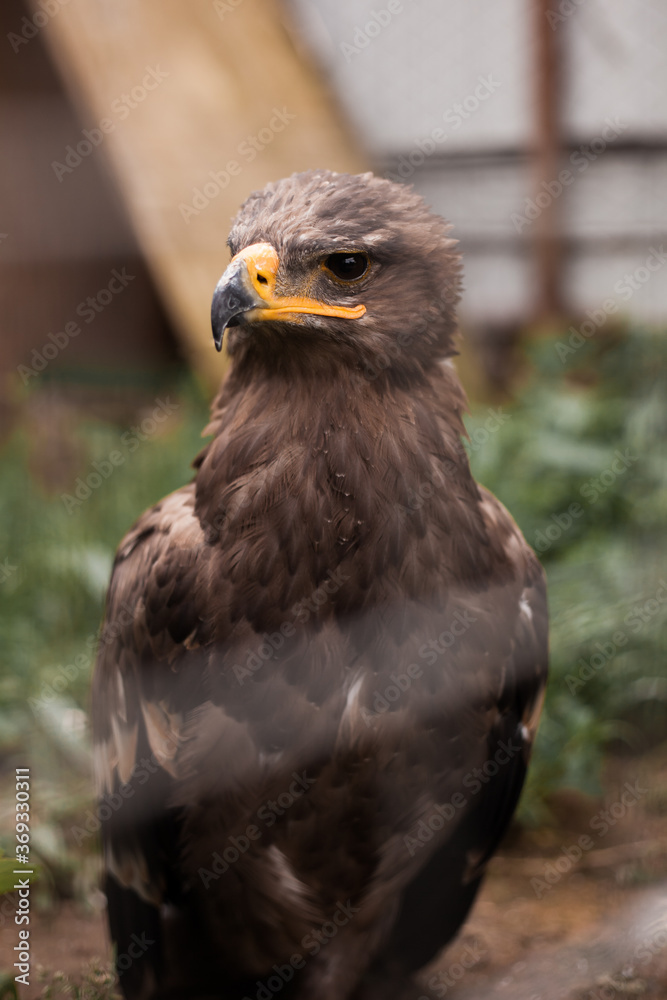 Obraz premium Brown steppe eagle sits in grass