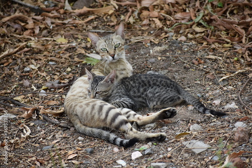 cat feeding her kitten
