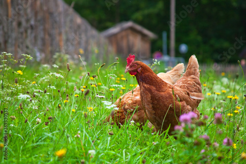 free range chicken in grass and blossoms on an ecological farm photo