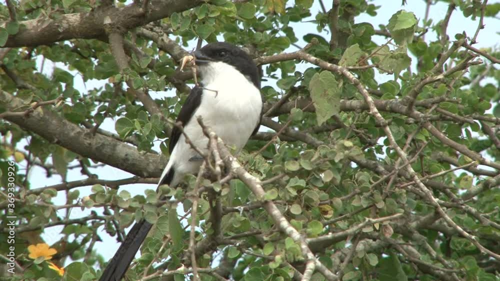 A shrike with a grasshopper in its mouth A shrike with a grasshopper in its mouth