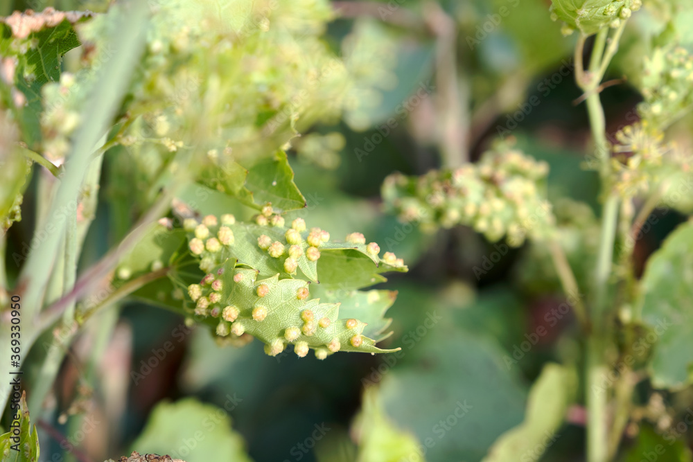 Grape leaves affected by phylloxera in a grapevine cultivation field. Empty copy space for Editor's content.