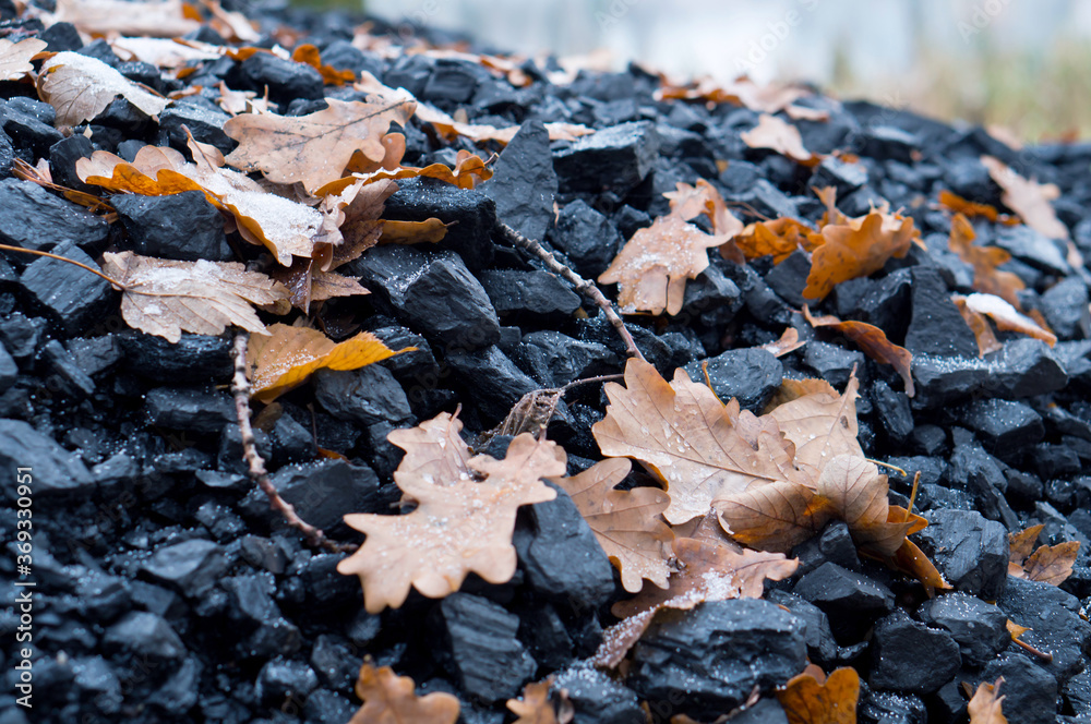Black coal. Yellow leaves fallen from the trees on a pile of coal.