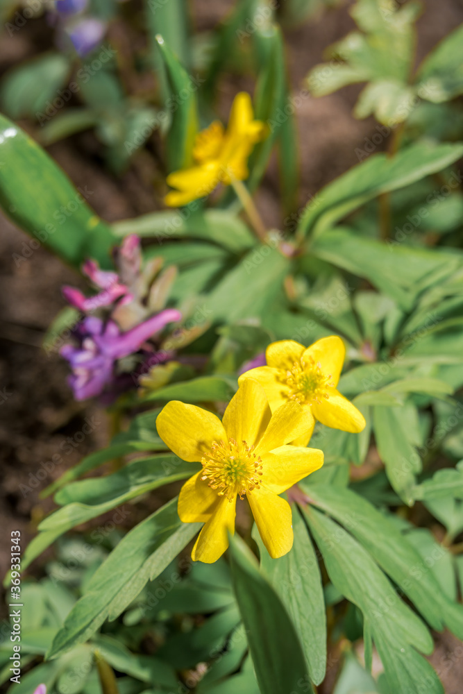Yellow Wood Anemone (Anemonoides ranunculoides) in forest, Central Russia