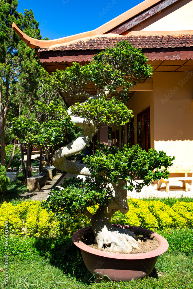 Perennial decorative bonsai tree in a Buddhist temple in Da Lat, Vietnam