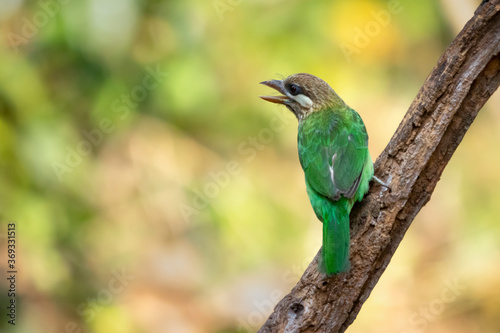 Photography White Cheeked Barbet in the Wild.