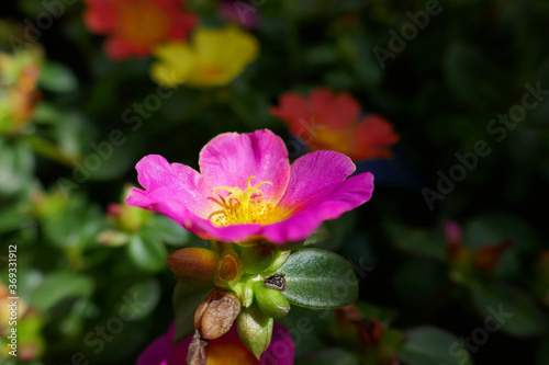 Portulacca, Portulak-Röschen photo