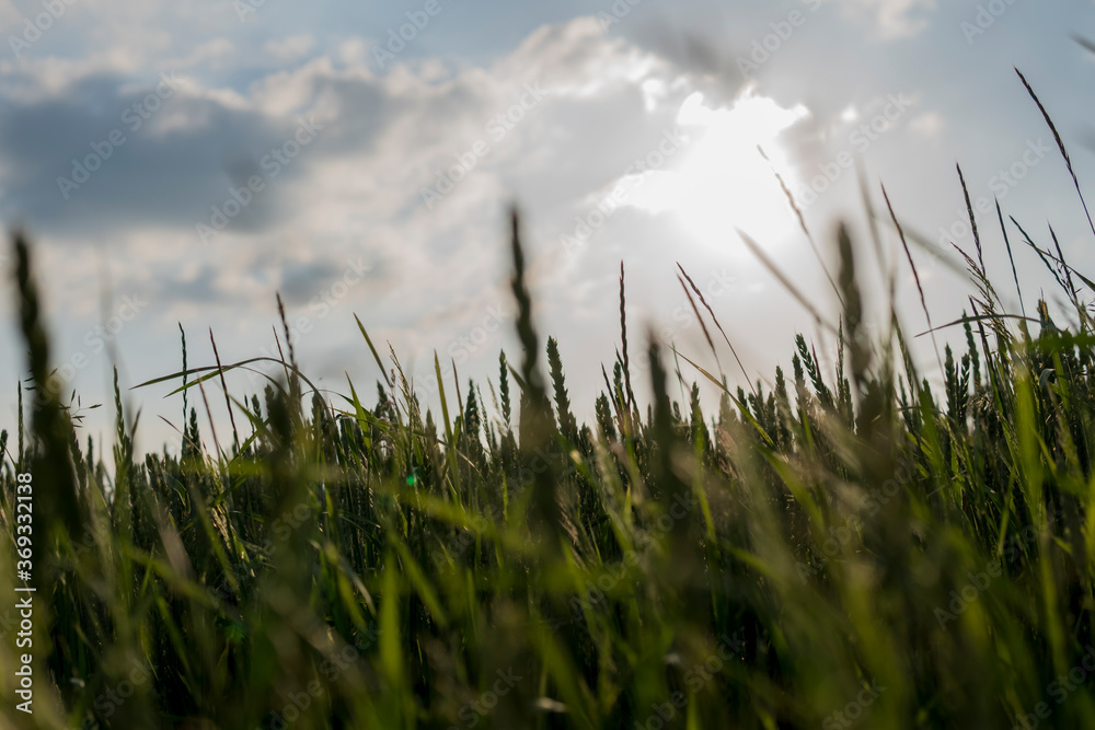 Fototapeta premium detail of green wheat