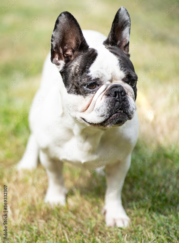 Close up of a pug dog