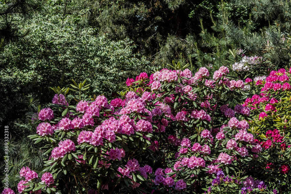 Catawba Rhododendron Cultivar (Rhododendron catawbiense) in park Catawba Rhododendron Cultivar (Rhododendron catawbiense) in park