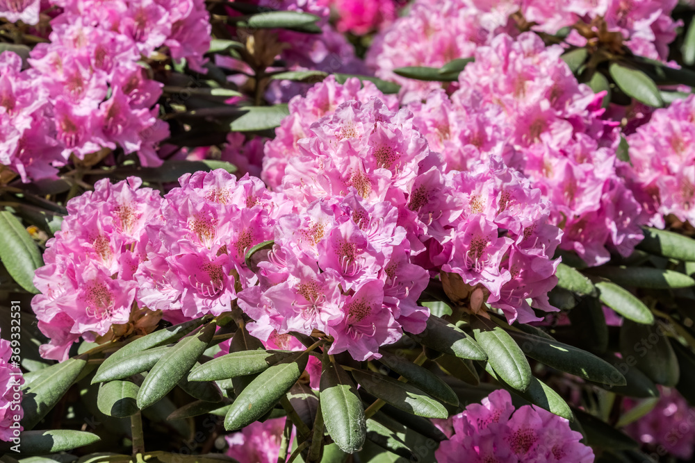 Catawba Rhododendron Cultivar (Rhododendron catawbiense) in park Catawba Rhododendron Cultivar (Rhododendron catawbiense) in park