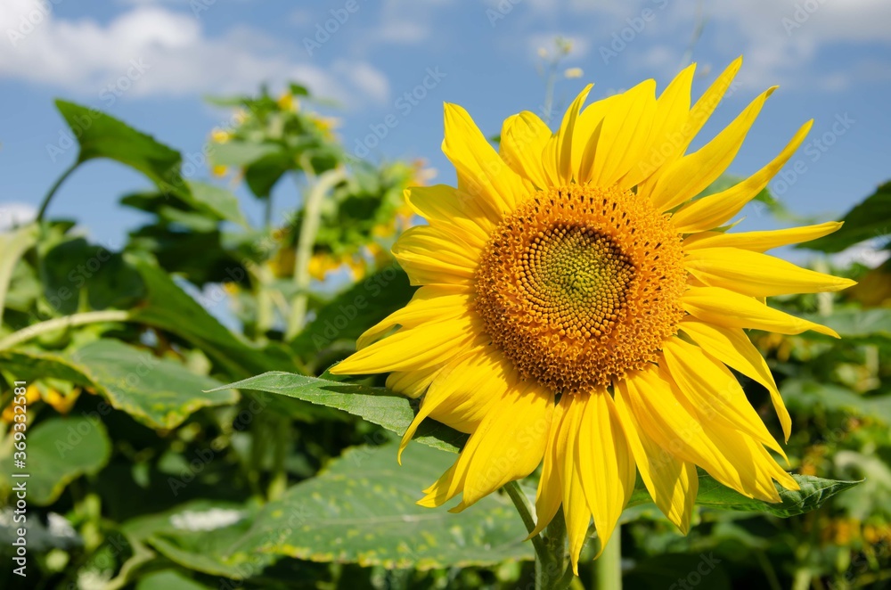 Beautiful sunflower in the middle of the field. Sunflowers in the field sky background.