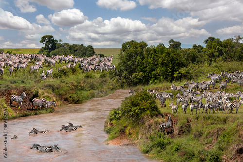 Zebras crossing the river in Maasai Mara, Kenya, Africa