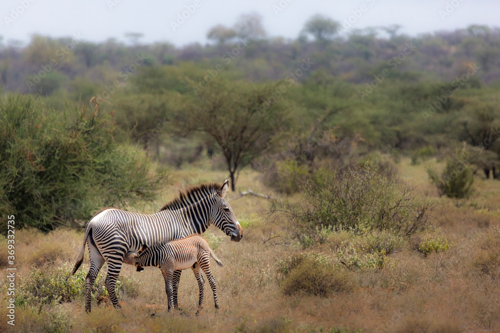 Obraz premium Grevy's Zebra nursing in Sweeatwaters, Kenya, Africa