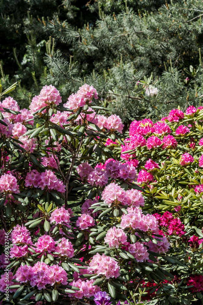 Catawba Rhododendron Cultivar (Rhododendron catawbiense) in park Catawba Rhododendron Cultivar (Rhododendron catawbiense) in park