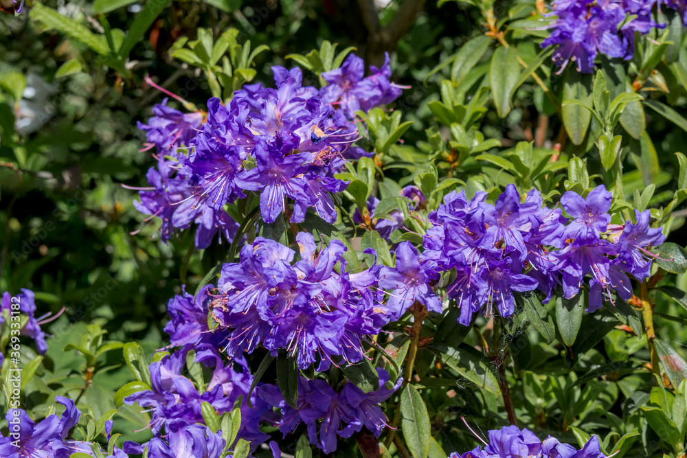 Dwarf Purple Rhododendron (Rhododendron impeditum) in park