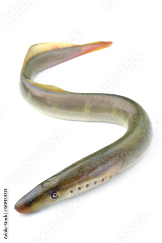 Quadro su tela river lamprey, isolated on a white background, a species of predatory jawless fi