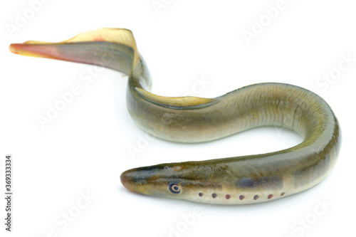 river lamprey, isolated on a white background, a species of predatory jawless fish in the family lampreys