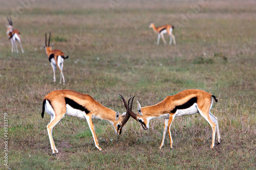 Thomson's gazelles fighting in Maasai Mara, Kenya, Africa.