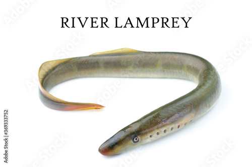 lamprey river, isolated white background, freshwater fish species of predator family of jawless minarovich, copyspace, photo books and postcards