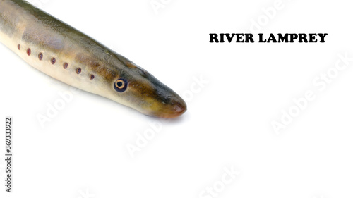 lamprey river, isolated white background, freshwater fish species of predator family of jawless minarovich, copyspace, photo books and postcards photo