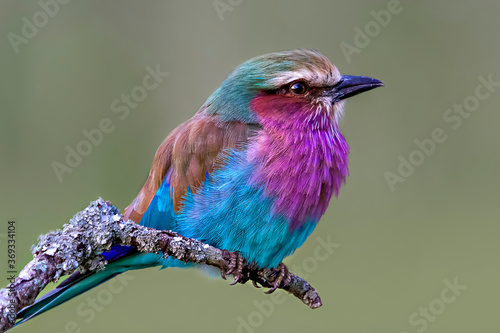 Photography Lilac breasted roller, Masai Mara, Kenya