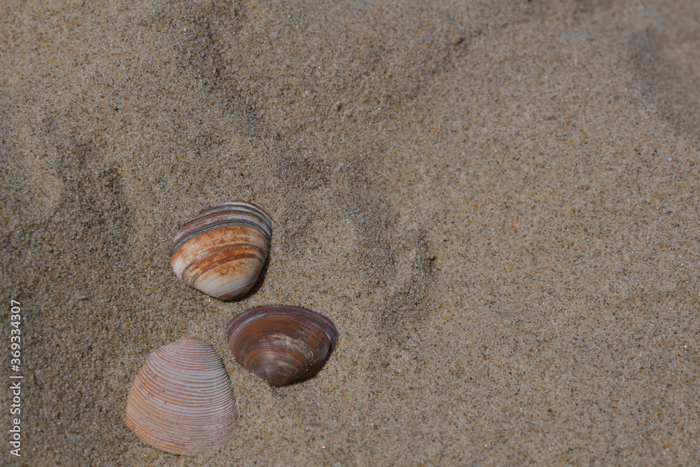 Drei Muscheln liegen im nassen, feinen Sand mittig im unteren Teil des Bildes. Zwei sind orange mit weiße Flecken, eine ist dunkelrot. Drei Muscheln liegen im nassen, feinen Sand mittig im unteren Teil des Bildes. Zwei sind orange mit weiße Flecken, eine ist dunkelrot.